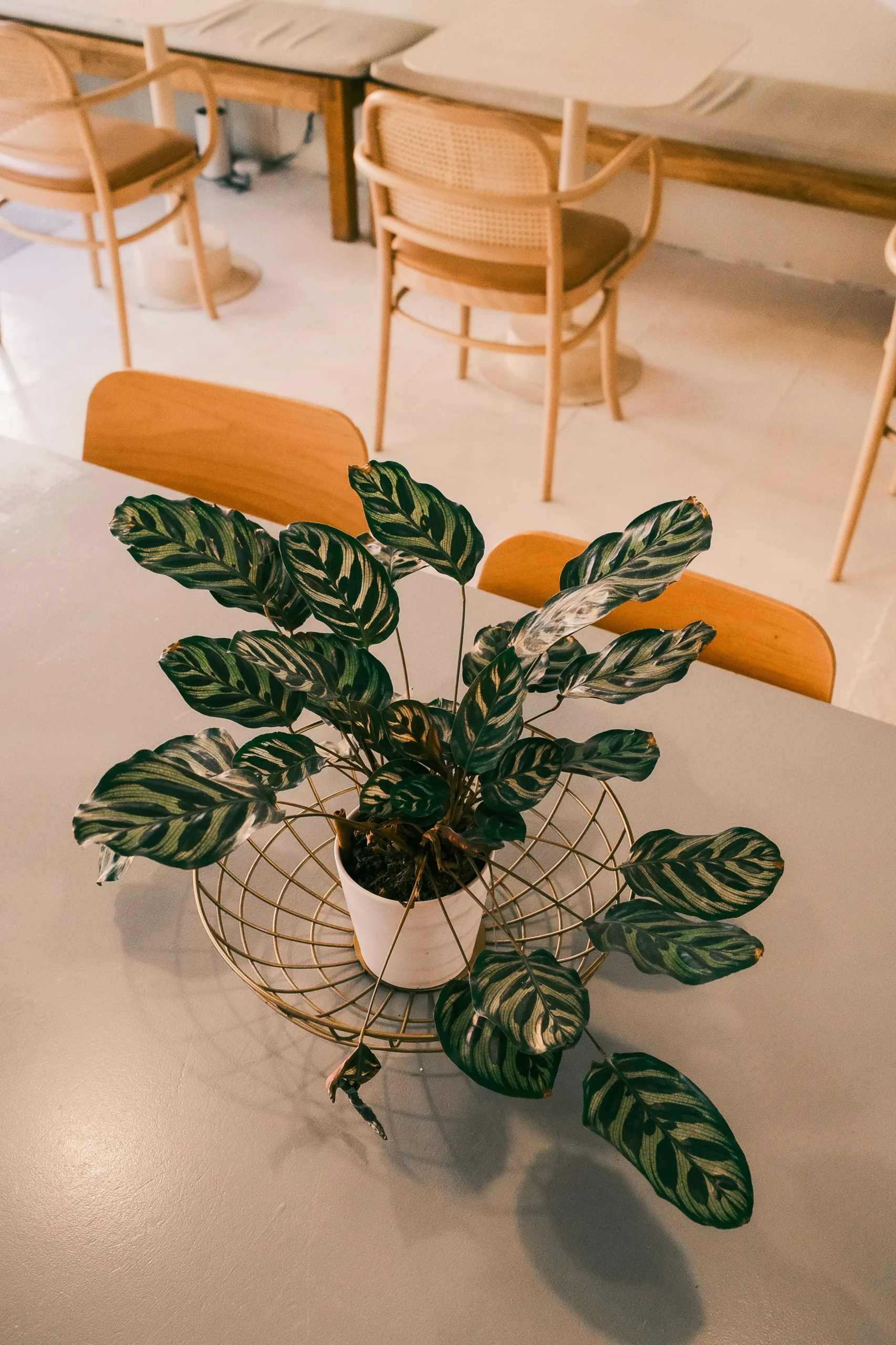 nuki-chikhladze-QvYcOvtiHi4-unsplash